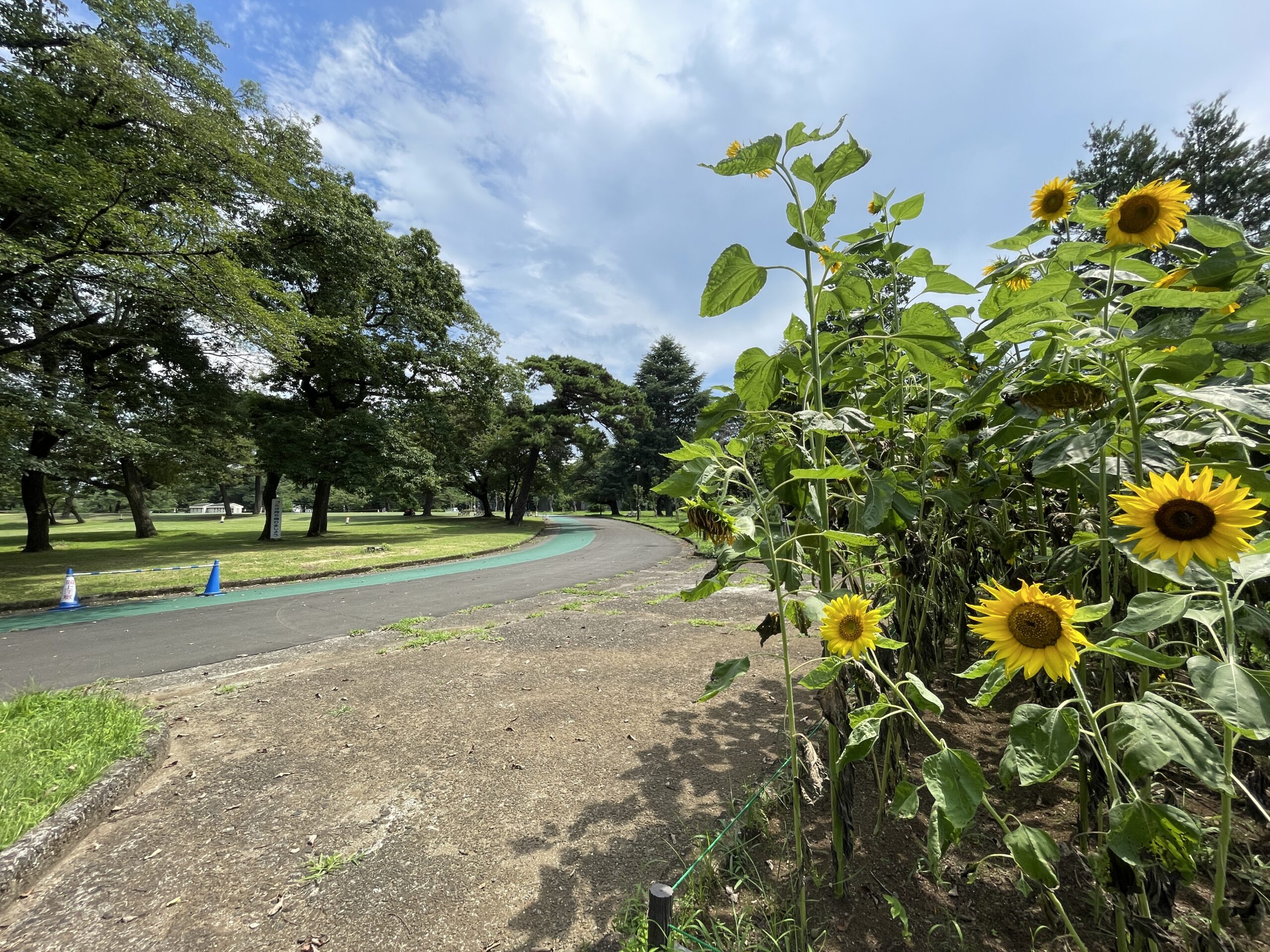 家族と過ごす休日ライフ-自然と文化を楽しむ1日-(ﾌﾟﾛｽﾋﾟﾘﾃｨ狭山)
